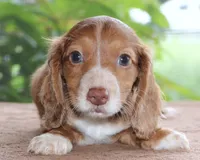 Marvin Family Raised Purebred DNA Tested, a male Miniature Dachshund for sale in Haines City, FL – 1 of 4