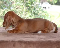 Tulip Purebred DNA Tested, a female Miniature Dachshund for sale in Haines City, FL – Photo 3 of 3