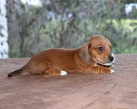 Tulip Purebred DNA Tested, a female Miniature Dachshund for sale in Haines City, FL – Photo 3 of 4