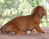 Tulip Purebred DNA Tested, a female Miniature Dachshund for sale in Haines City, FL – Photo 2 of 3
