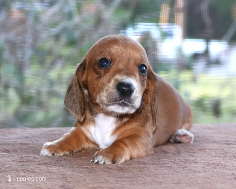 Tulip Purebred DNA Tested, a female Miniature Dachshund for sale in Haines City, FL – Photo 1 of 4