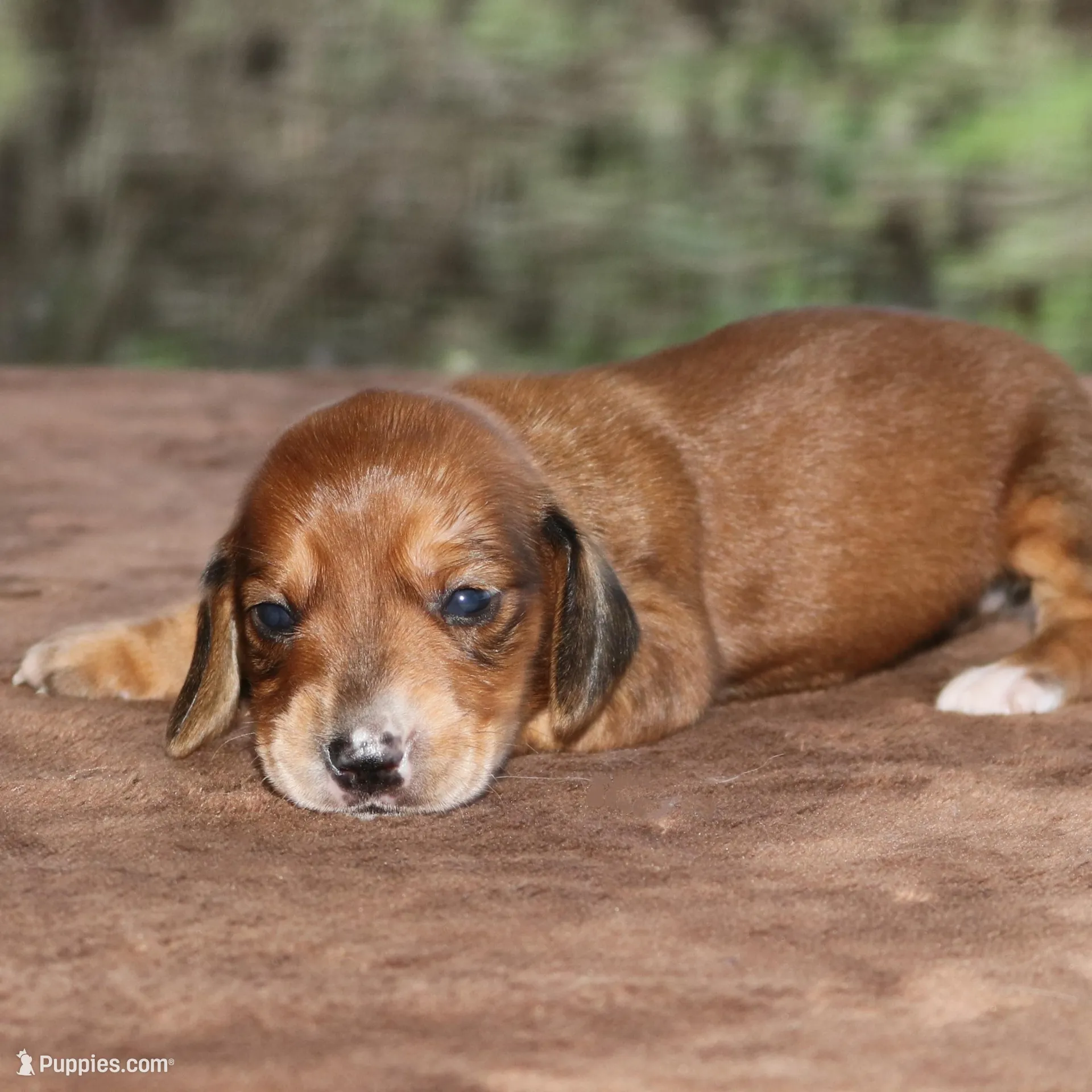 Tulip Purebred DNA Tested – Miniature Dachshund puppy for sale in Haines City, FL