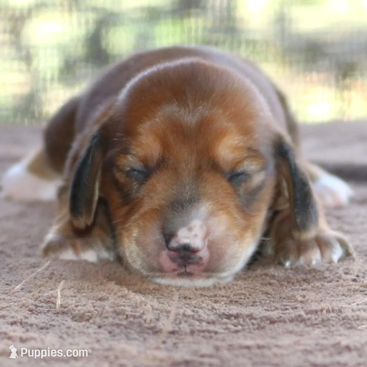 Tulip Purebred DNA Tested – Miniature Dachshund puppy for sale in Haines City, FL