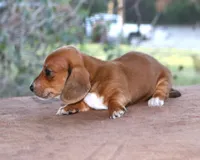 Tulip Purebred DNA Tested, a female Miniature Dachshund for sale in Haines City, FL – Photo 2 of 4
