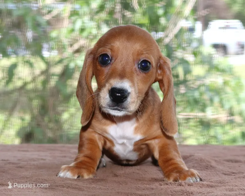 Tulip Purebred DNA Tested – Miniature Dachshund puppy for sale in Haines City, FL