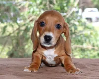 Tulip Purebred DNA Tested, a female Miniature Dachshund for sale in Haines City, FL – Photo 1 of 3