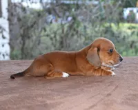 Tulip Purebred DNA Tested, a female Miniature Dachshund for sale in Haines City, FL – Photo 4 of 4