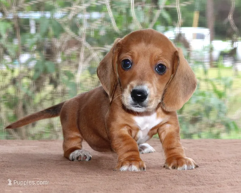 Tulip Purebred DNA Tested – Miniature Dachshund puppy for sale in Haines City, FL