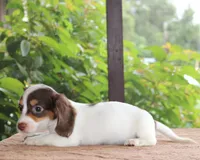 Milo Purebred DNA Tested Family Raised, a male Miniature Dachshund for sale in Haines City, FL – 5 of 5
