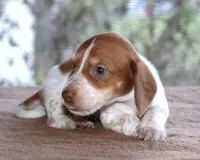 Peter Purebred DNA Tested, a male Miniature Dachshund for sale in Haines City, FL – Photo 1 of 4