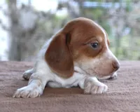 Peter Purebred DNA Tested, a male Miniature Dachshund for sale in Haines City, FL – Photo 2 of 4