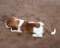 Peter Purebred DNA Tested, a male Miniature Dachshund for sale in Haines City, FL – Photo 4 of 4