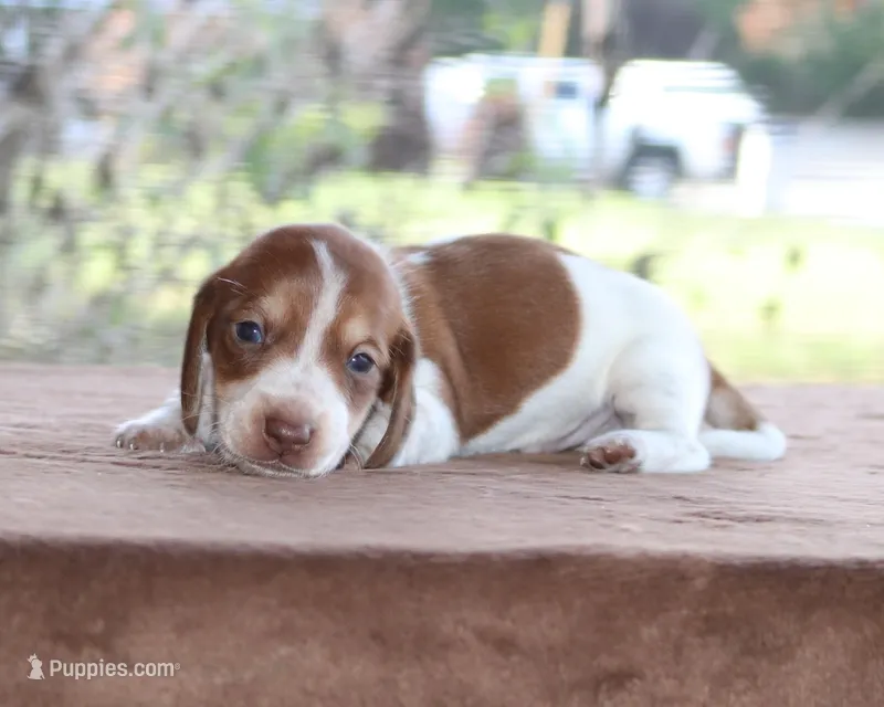Peter Purebred DNA Tested – Miniature Dachshund puppy for sale in Haines City, FL