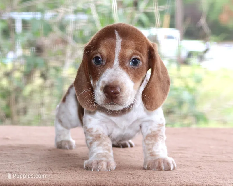 Peter Purebred DNA Tested – Miniature Dachshund puppy for sale in Haines City, FL