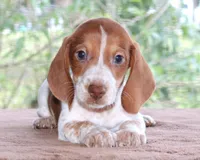 Peter Purebred DNA Tested, a male Miniature Dachshund for sale in Haines City, FL – Photo 1 of 3