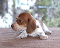 Peter Purebred DNA Tested, a male Miniature Dachshund for sale in Haines City, FL – Photo 3 of 4