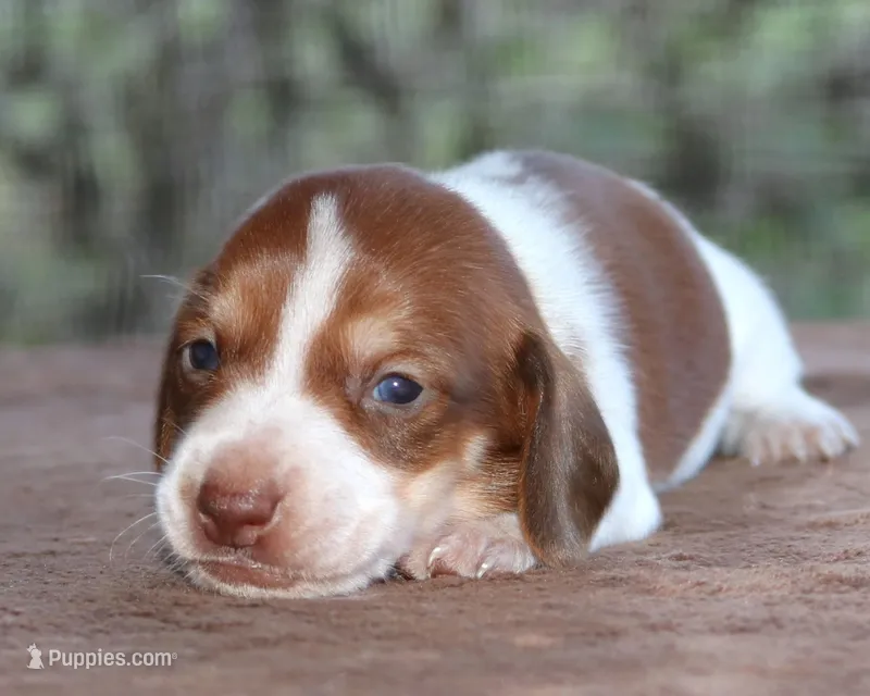 Peter Purebred DNA Tested – Miniature Dachshund puppy for sale in Haines City, FL