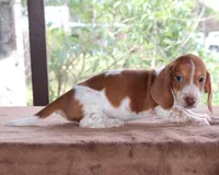 Peter Purebred DNA Tested, a male Miniature Dachshund for sale in Haines City, FL – Photo 3 of 3