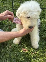 Sue 3875, a female Old English Sheepdog for sale in Ferrum, VA – 2 of 4