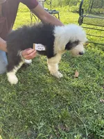 Joey 3870, a male Old English Sheepdog for sale in Ferrum, VA – 2 of 4
