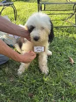 Joey 3870, a male Old English Sheepdog for sale in Ferrum, VA – 4 of 4