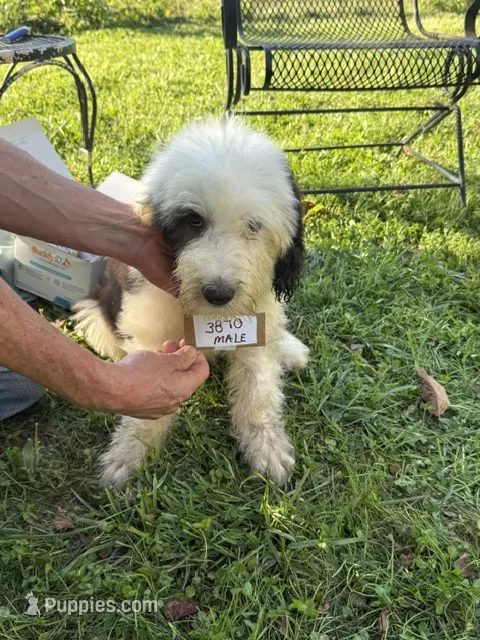 Joey 3870 – Old English Sheepdog puppy for sale in Ferrum, VA