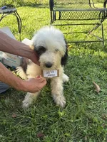 Joey 3870, a male Old English Sheepdog for sale in Ferrum, VA – 1 of 4