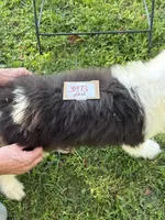 Tim 3873, a male Old English Sheepdog for sale in Ferrum, VA – 2 of 4