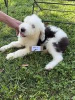 Bob 6602 , a male Old English Sheepdog for sale in Ferrum, VA – 2 of 5