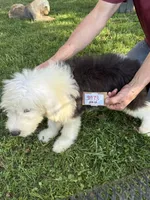 Tim 3873, a male Old English Sheepdog for sale in Ferrum, VA – 3 of 4