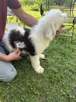 Rob 3852, a male Old English Sheepdog for sale in Ferrum, VA – 2 of 5