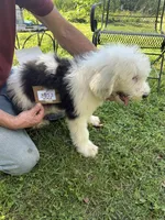 Rob 3852, a male Old English Sheepdog for sale in Ferrum, VA – 3 of 5