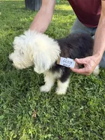 Jack 6603, a male Old English Sheepdog for sale in Ferrum, VA – 3 of 3