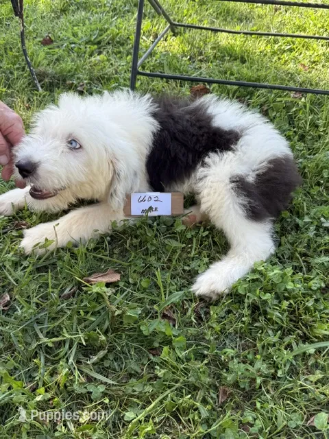 Bob 6602  – Old English Sheepdog puppy for sale in Ferrum, VA