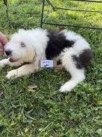 Bob 6602 , a male Old English Sheepdog for sale in Ferrum, VA – 1 of 5
