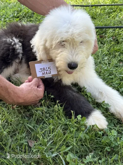 Mikey 3865  – Old English Sheepdog puppy for sale in Ferrum, VA