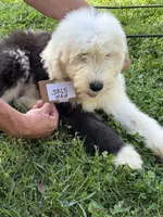 Mikey 3865 , a male Old English Sheepdog for sale in Ferrum, VA – 1 of 4