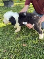 Joey 3870, a male Old English Sheepdog for sale in Ferrum, VA – 3 of 4
