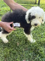 Jack 6603, a male Old English Sheepdog for sale in Ferrum, VA – 2 of 3