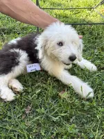 Bob 6602 , a male Old English Sheepdog for sale in Ferrum, VA – 5 of 5