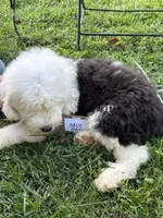 Mikey 3865 , a male Old English Sheepdog for sale in Ferrum, VA – 3 of 4