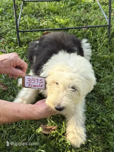 Sue 3875 – Old English Sheepdog puppy for sale in Ferrum, VA