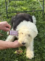 Sue 3875, a female Old English Sheepdog for sale in Ferrum, VA – 1 of 4