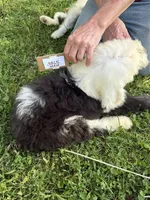 Mikey 3865 , a male Old English Sheepdog for sale in Ferrum, VA – 4 of 4