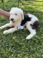 Bob 6602 , a male Old English Sheepdog for sale in Ferrum, VA – 3 of 5