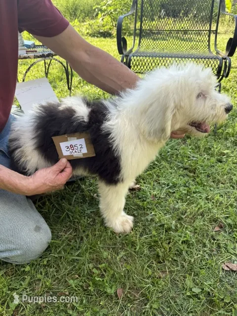 Rob 3852 – Old English Sheepdog puppy for sale in Ferrum, VA