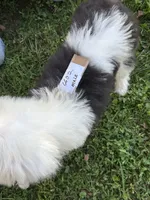 Bob 6602 , a male Old English Sheepdog for sale in Ferrum, VA – 4 of 5
