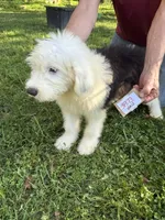 Tim 3873, a male Old English Sheepdog for sale in Ferrum, VA – 4 of 4