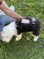 Sue 3875, a female Old English Sheepdog for sale in Ferrum, VA – 4 of 4