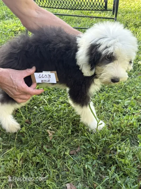 Jack 6603 – Old English Sheepdog puppy for sale in Ferrum, VA